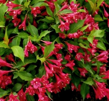 Вейгела Red Prince 2года