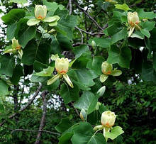 Тюльпанове дерево h до 70 см