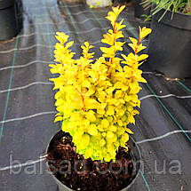 Барбарис Саммер Сансет / Berberis thunbergii Summer Sunset, фото 6