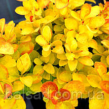 Барбарис Саммер Сансет / Berberis thunbergii Summer Sunset, фото 4