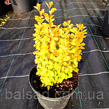 Барбарис Саммер Сансет / Berberis thunbergii Summer Sunset, фото 5