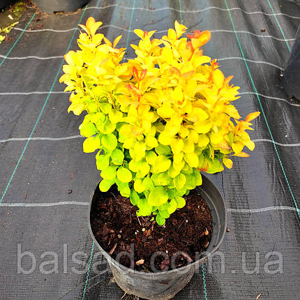 Барбарис Саммер Сансет / Berberis thunbergii Summer Sunset, фото 1