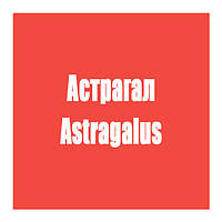 Астрагал (Astragalus)