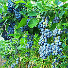 Саджанці Лохини Голдтраубе - середня, великоплідна, невибаглива (2-х річна) C1, фото 2