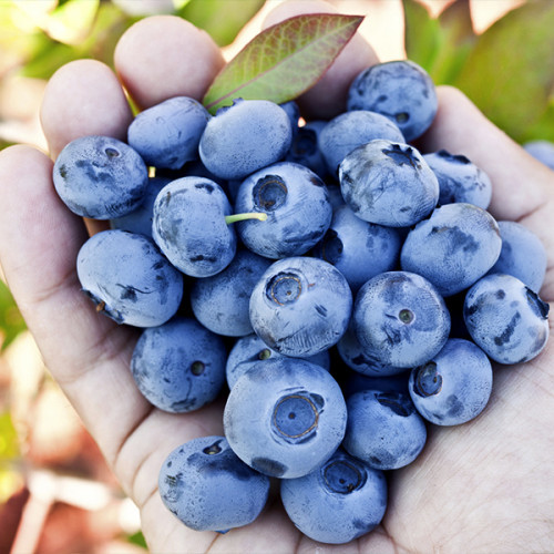 Саджанці Лохини Голдтраубе - середня, великоплідна, невибаглива (3-х річна) С2, фото 1