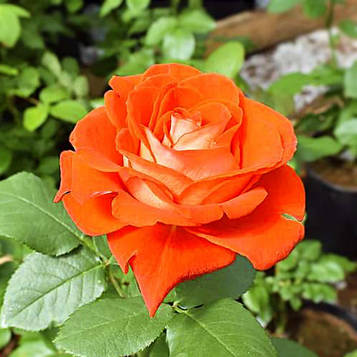 Троянда чайно-гібридна Верано (Verano) C3