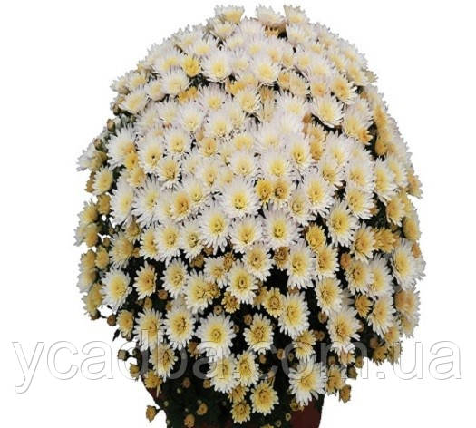 Хризантема мультифлора Paradiso white, Парадіз вайт (середня)