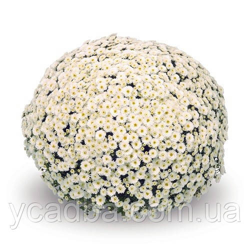 Хризантема мультифлора Staviski White, Стависки вайт (пізня)