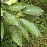 Саджанці Тополя без пуху лавролиста в контейнері, Populus laurifolia, фото 3