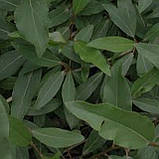 Саджанці Тополя без пуху лавролиста в контейнері, Populus laurifolia, фото 4