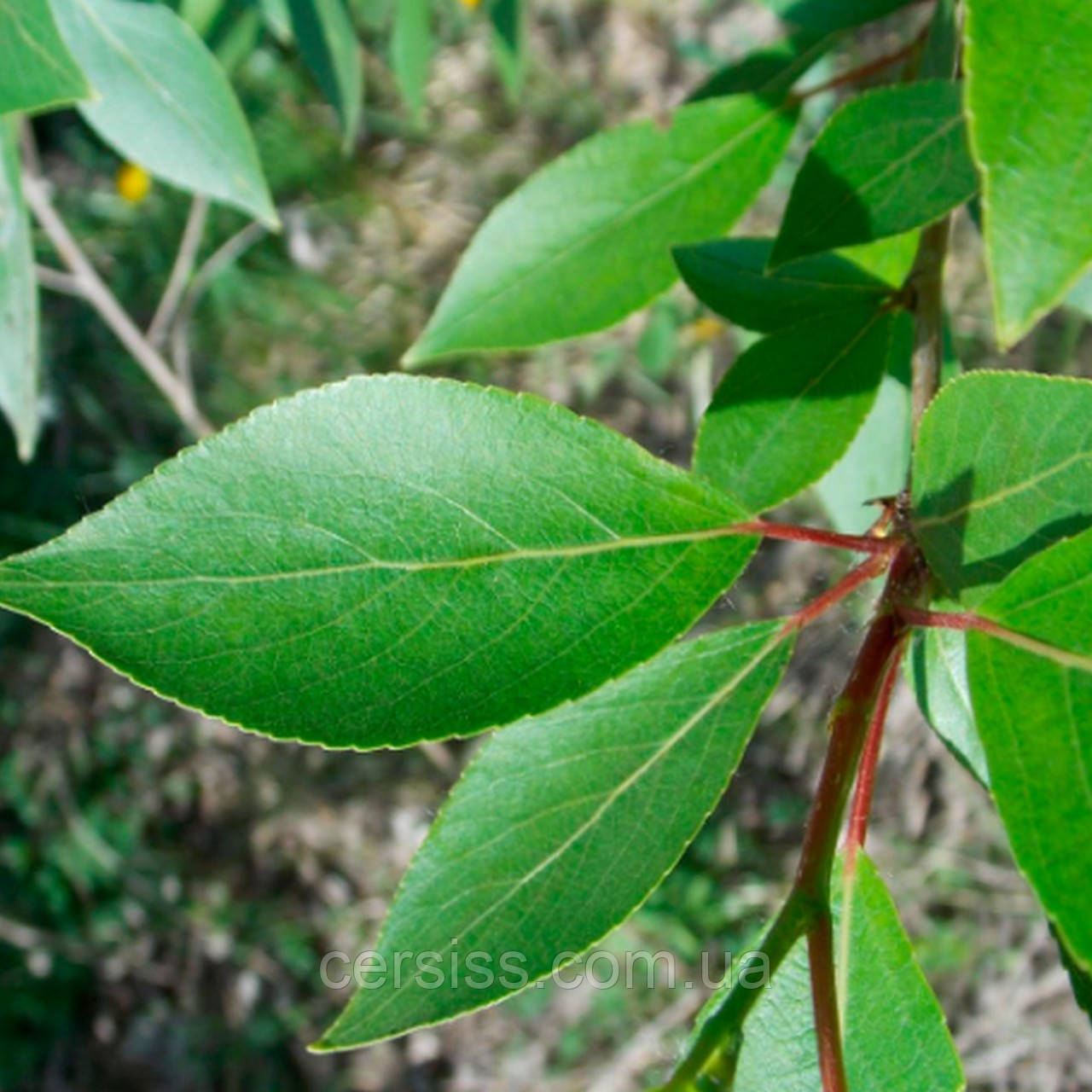 Саджанці Тополя без пуху лавролиста в контейнері, Populus laurifolia