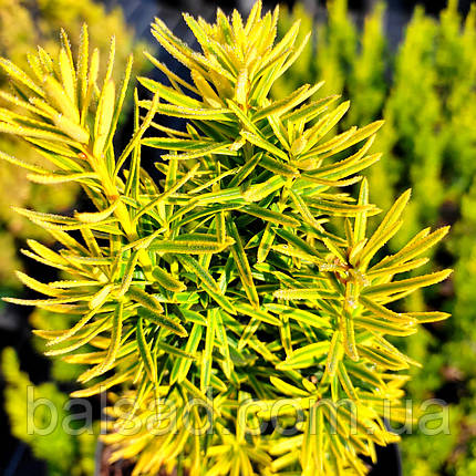 Тис ягідний Давід / С10 / h 50-60 / Taxus baccata David, фото 1