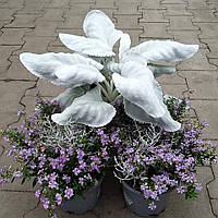 Сенецио "Крила Ангела". Сенеціо біліюче "Енджел Вінкс". Senecio candicans "Angel wings".