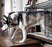 Металева клітка Dog Cage XXL для транспортування собак великих розмірів — 122 x 76 x 82 см, фото 8