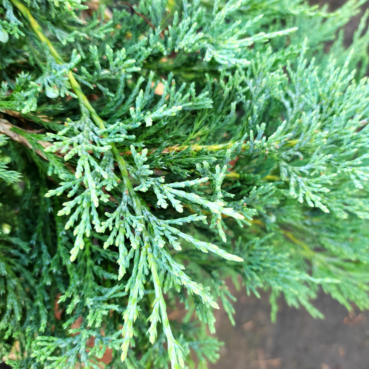 Ялівець Гласієр / Juniperus Glacier