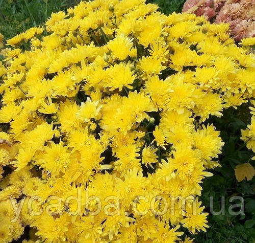Хризантема мультифлора Mildred Yellow, Мілдред єлоу (пізня)
