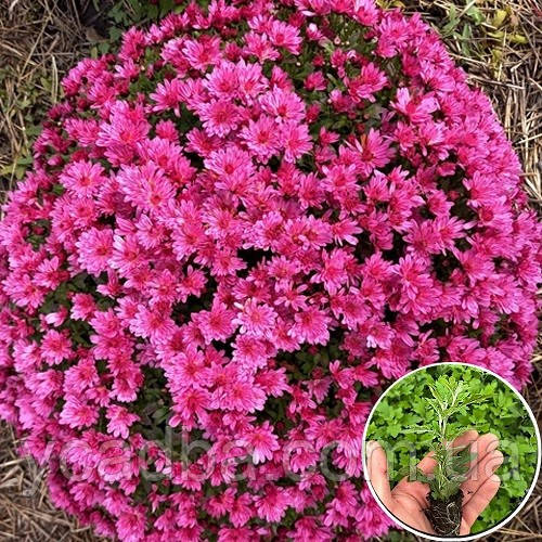 Хризантема мультифлора Pokai violet (рання)