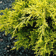 Ялівець Голден Джой / Штамб h 60-75 / Juniperus Golden Joy, фото 3