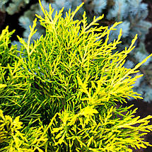 Ялівець Голден Джой / Штамб h 60-75 / Juniperus Golden Joy, фото 2