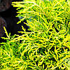 Ялівець Голден Джой / Штамб h 60-75 / Juniperus Golden Joy, фото 3