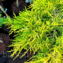 Ялівець Голден Джой / Штамб h 60-75 / Juniperus Golden Joy, фото 2