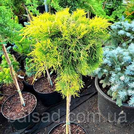 Ялівець Голден Джой / Штамб h 60 / Juniperus Golden Joy, фото 1