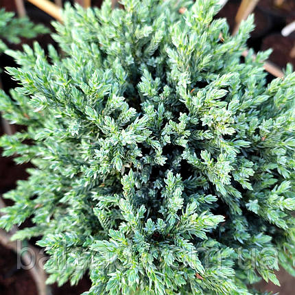 Ялівець Тропікал Блю / h 10-15 / Juniperus Tropical Blue, фото 3