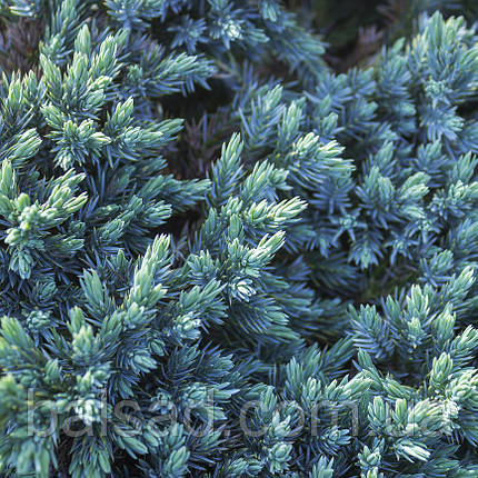 Ялівець Тропікал Блю / h 10-15 / Juniperus Tropical Blue, фото 1