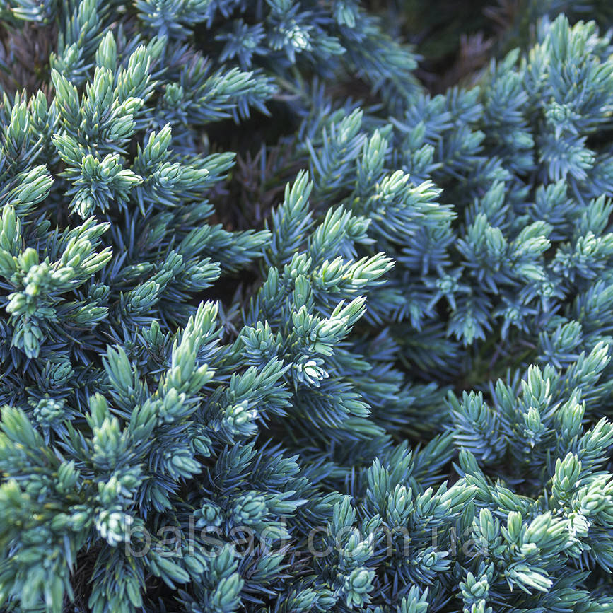 Ялівець Тропікал Блю / h 10-15 / Juniperus Tropical Blue