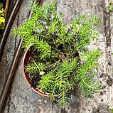 Ялина подушковидна саджанець в горщику, Picea abies Nidiformis, фото 3