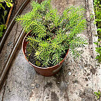 Ялина подушковидна саджанець в горщику, Picea abies Nidiformis