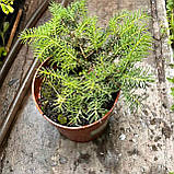Ялина подушковидна саджанець в горщику, Picea abies Nidiformis, фото 4