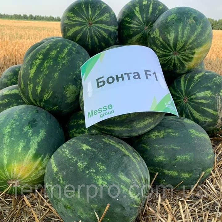 Насіння кавуна Бонта F1 \ Bonta F1 1000 насінин Seminis
