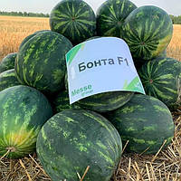 Насіння кавуна Бонта F1 \ Bonta F1 1000 насінин Seminis