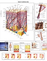 Анатомічний плакат - Будова і проблеми шкіри 86×67см