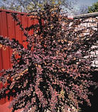 Барбарис відтавський Суперба 2 року, фото 5