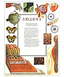 Людина. Навчальний посібник з анатомії та фізіології Тоні Сміт Повна версія!, фото 3