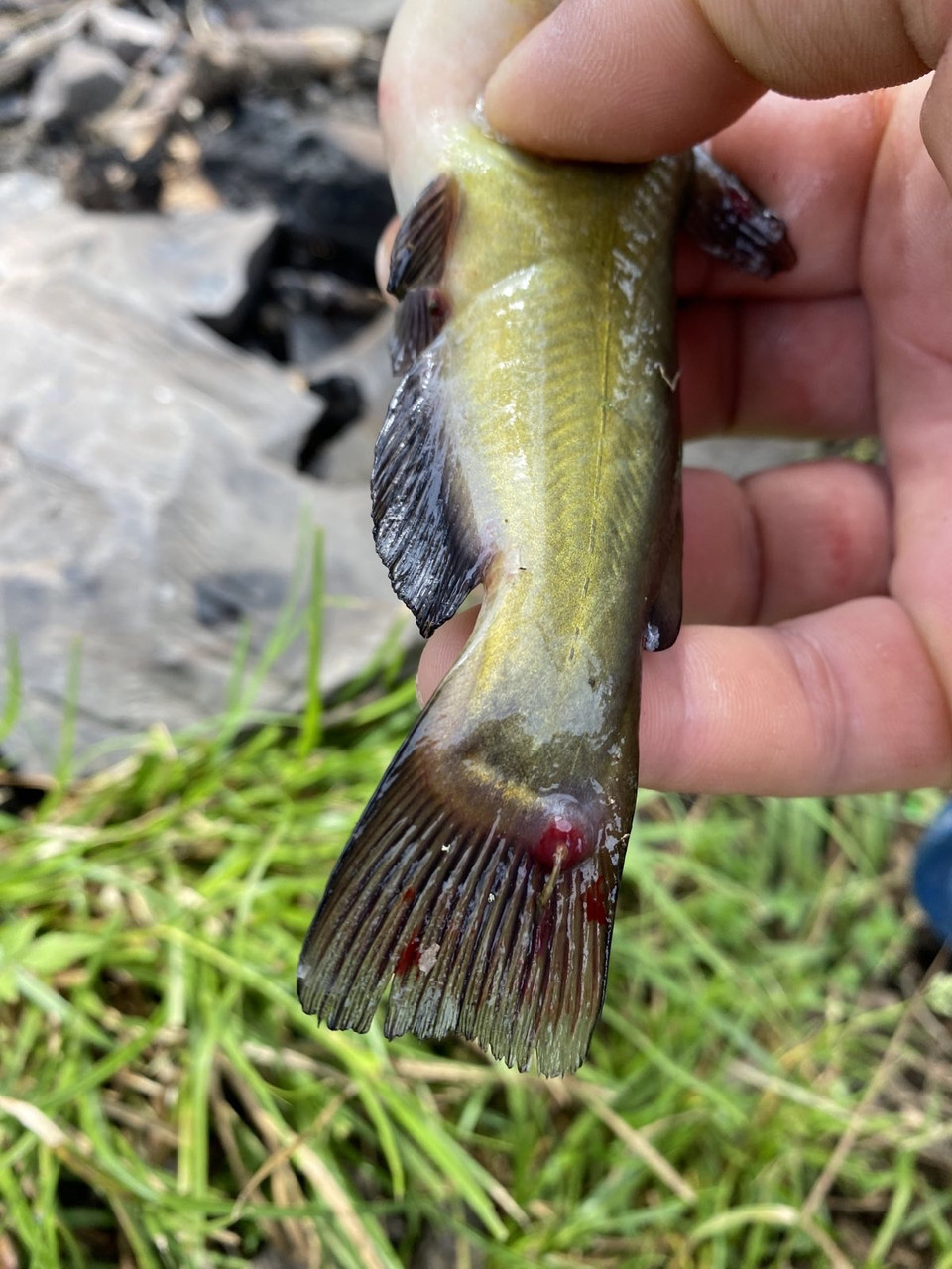 Як слід позбавлятися водоростей?