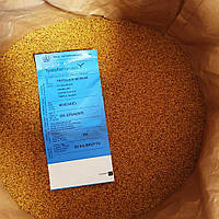 Клевер белый декоративный Rivendel / Ривендел 1 кг, низкорослый, семена на вес с проф мешка (DLF)