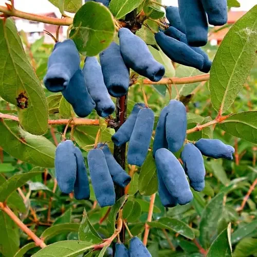 Купить Саженцы жимолости съедобной Спокуса - средняя, неприхотливая ...
