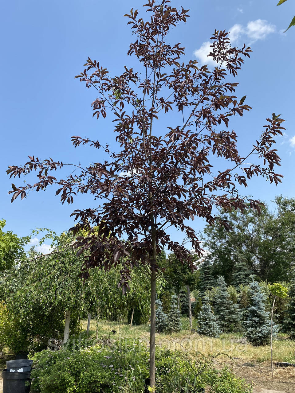 Черемуха виргинская (prunus virginiana) «Shubert» /H 3.5 м /HO 14 см/ контейнер - фото 1 - id-p866716411