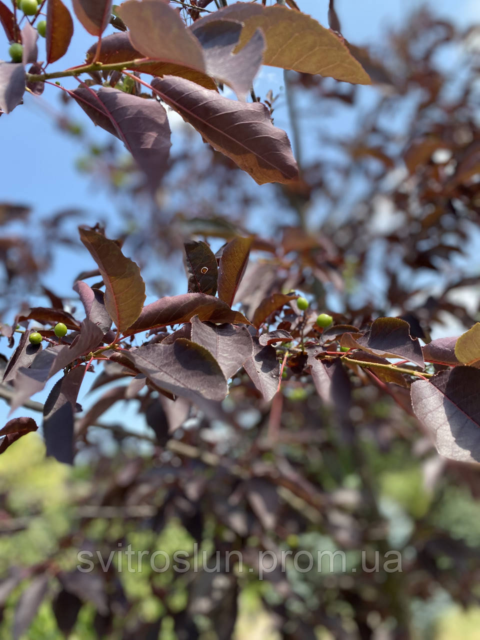 Черемха віргінська (prunus virginiana) «Shubert» /H 3.5 м /HO 14 см/ контейнер - фото 2 - id-p866716411