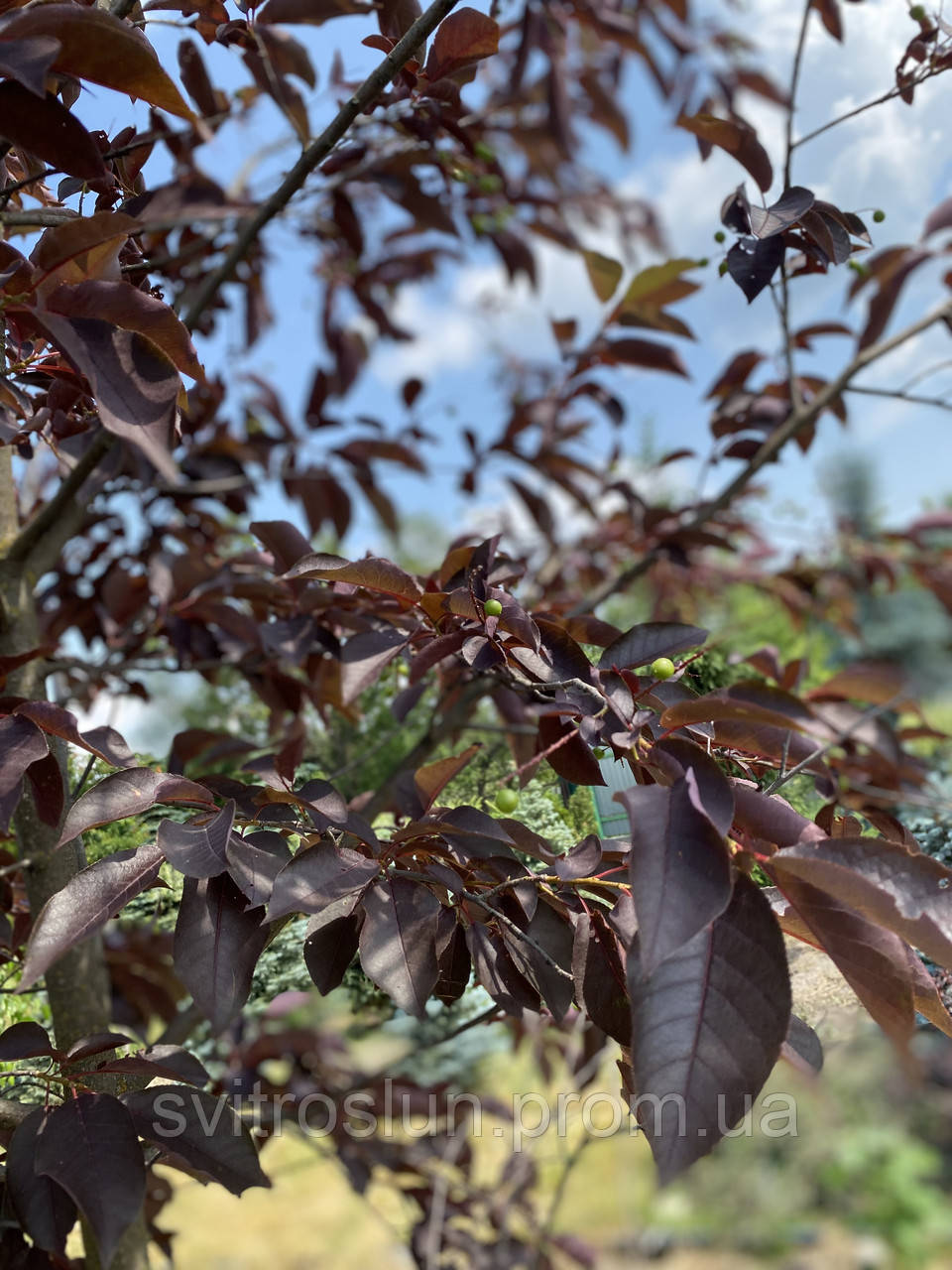 Черемха віргінська (prunus virginiana) «Shubert» /H 3.5 м /HO 14 см/ контейнер - фото 3 - id-p866716411