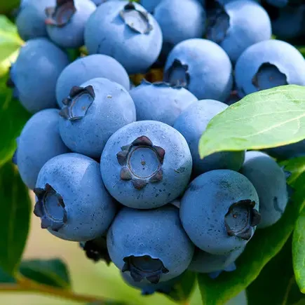 Саджанці Лохини Блюетта (Bluetta) - середня, промислова, транспортабельна Р9, фото 1