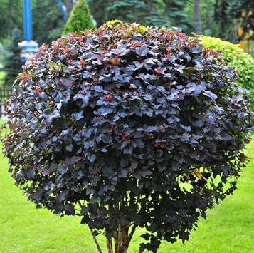 Пухироплідник калинолистний Діаболо (Diabolo) C3