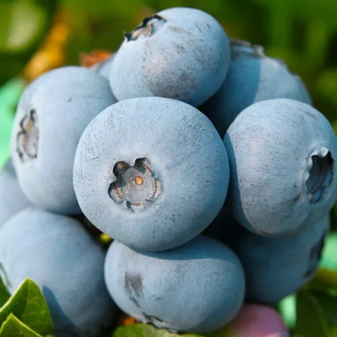 Саджанці Лохини Аврора (Aurora) - пізня, крупноплідна, морозостійка Р9, фото 1