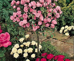 Гідролат троянди 100 мл