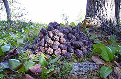 Гідролат сосни сибірської 1 л