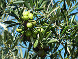 Водорозчинна олія оливки 50 мл, фото 2