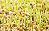 Водорозчинна олія зародків пшениці 1.0 кг (940 мл), фото 3